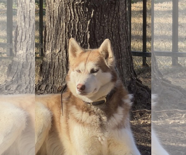 Medium Photo #1 Siberian Husky Puppy For Sale in Scottsboro, AL, USA