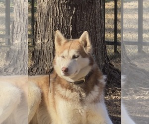 Siberian Husky Dogs for adoption in Scottsboro, AL, USA