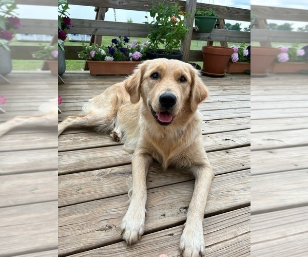 Medium Photo #1 Golden Retriever Puppy For Sale in UNIONVILLE, TN, USA