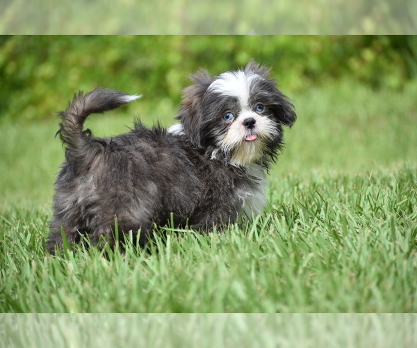 Medium Photo #7 Shih Tzu Puppy For Sale in PALM COAST, FL, USA
