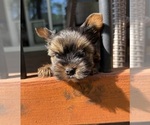 Small #4 Yorkshire Terrier