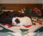 Small Photo #5 Goldendoodle-Poodle (Standard) Mix Puppy For Sale in FAYETTEVILLE, OH, USA