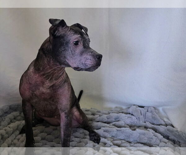 Medium Photo #10 Staffordshire Bull Terrier-Unknown Mix Puppy For Sale in Princeton, MN, USA