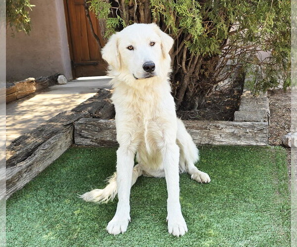 Medium Photo #2 Great Pyrenees Puppy For Sale in Albuquerque, NM, USA