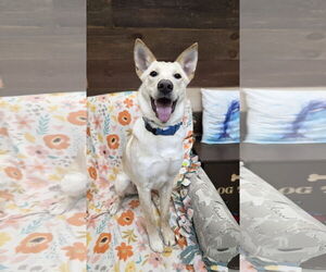 Mutt Dogs for adoption in Rockaway, NJ, USA