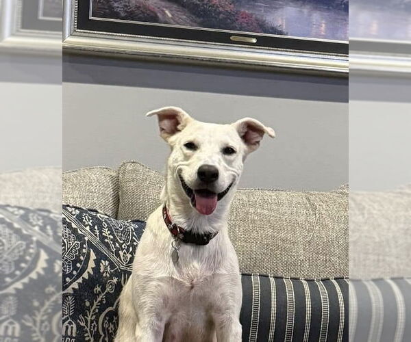 Medium Photo #1 Labrador Retriever-Unknown Mix Puppy For Sale in San Diego, CA, USA