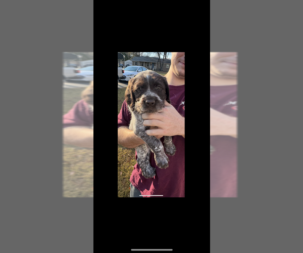 Medium Photo #1 German Shorthaired Pointer-German Wirehaired Pointer Mix Puppy For Sale in ASHLAND, VA, USA