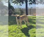 Small German Shepherd Dog