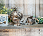 Puppy Glitch Cocker Spaniel