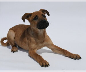 Labrador Retriever-Unknown Mix Dogs for adoption in Lakewood, CO, USA