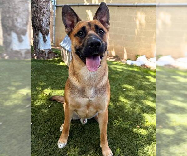 Medium Photo #2 Shepradors Puppy For Sale in Chula Vista, CA, USA