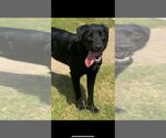 Small #2 Labrador Retriever