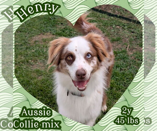 Medium Photo #1 Australian Shepherd Puppy For Sale in Dallas, TX, USA