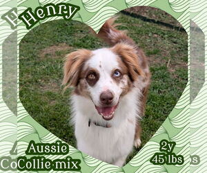 Australian Shepherd Dogs for adoption in Dallas, TX, USA