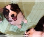 Small Photo #53 Miniature Australian Shepherd Puppy For Sale in LA CANADA FLINTRIDGE, CA, USA