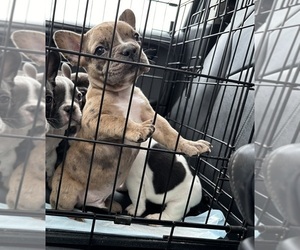 French Bulldog Puppy for Sale in GALENA, Missouri USA