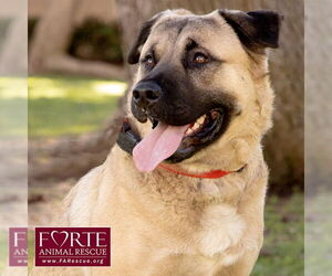 Annie - Female Akita-American Staffordshire Terrier Mix Dog for Adoption - Photo #5