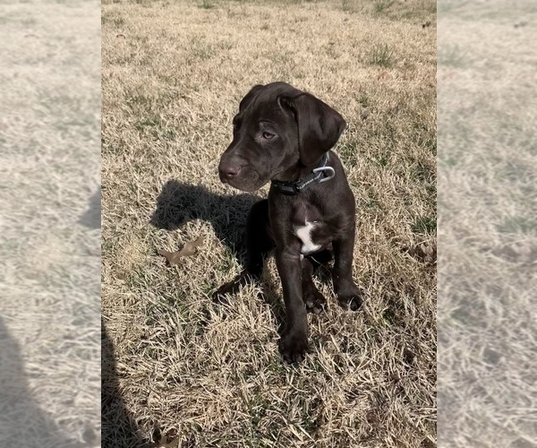 Medium Photo #20 German Shorthaired Lab Puppy For Sale in GRANITE CITY, IL, USA
