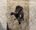 Small Photo #20 German Shorthaired Lab Puppy For Sale in GRANITE CITY, IL, USA