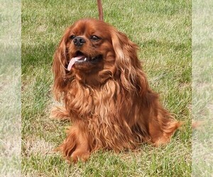 Father of the Cavalier King Charles Spaniel puppies born on 08/07/2023