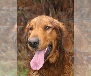Father of the Golden Retriever puppies born on 05/27/2026