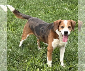 Beagle-Unknown Mix Dogs for adoption in Batavia, OH, USA