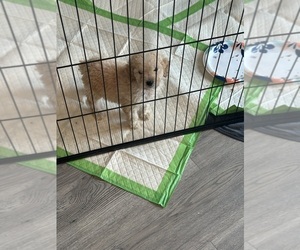 Poodle (Miniature) Puppy for sale in WHITE HOUSE, TN, USA