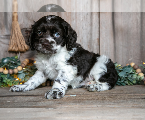 Medium Photo #3 Cocker Spaniel Puppy For Sale in BALTIC, OH, USA