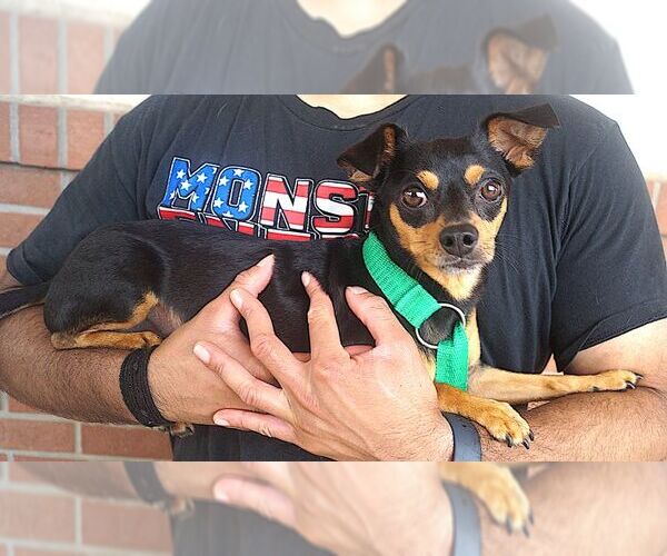 Medium Photo #2 Chiweenie Puppy For Sale in Carrollton, TX, USA