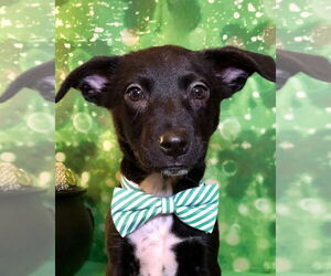Lab-Pointer Dogs for adoption in Hillsboro, MO, USA