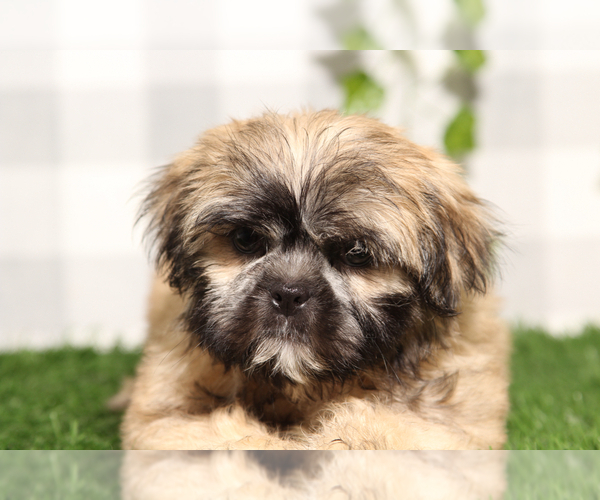 Medium Photo #1 Shih Tzu Puppy For Sale in MARIETTA, GA, USA