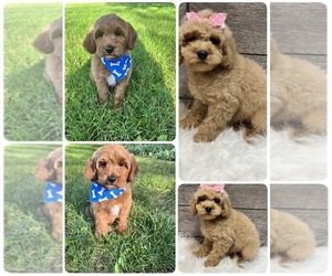 Goldendoodle (Miniature) Puppy for sale in RICHMOND, IL, USA