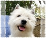 Small Photo #1 West Highland White Terrier Puppy For Sale in RENO, NV, USA