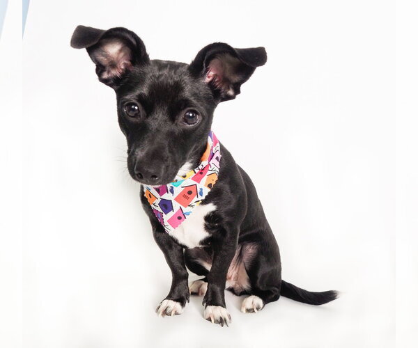 Medium Photo #3 Chiweenie Puppy For Sale in Phoenix, AZ, USA