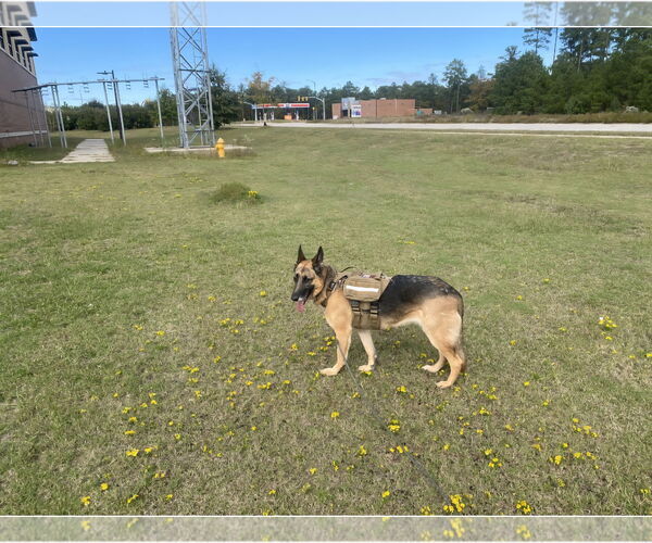 Medium Photo #3 German Shepherd Dog Puppy For Sale in La Grange , NC, USA