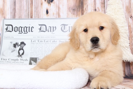 Medium Photo #1 Golden Retriever Puppy For Sale in BEL AIR, MD, USA