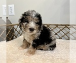 Puppy 1 Australian Mountain Dog