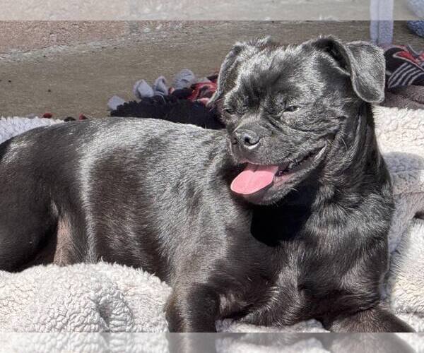 Medium Photo #5 Pug-Unknown Mix Puppy For Sale in La Verne, CA, USA