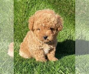 Poodle (Toy) Puppy for sale in MIAMI, FL, USA