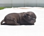 Small Photo #3 Pug Puppy For Sale in PALM COAST, FL, USA