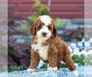 Poodle (Miniature) Puppy for sale in LITITZ, PA, USA