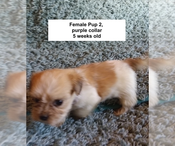 Medium Photo #1 Havanese Puppy For Sale in LACYGNE, KS, USA