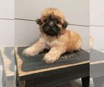 Small Photo #1 Zuchon Puppy For Sale in NEW YORK MILLS, MN, USA