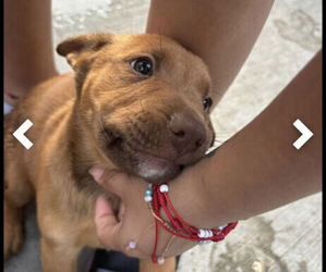 German Shepherd Dog-Malinois Mix Puppy for sale in BEDFORD PARK, IL, USA