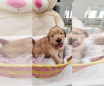 Small Photo #5 Golden Retriever Puppy For Sale in ORLANDO, FL, USA