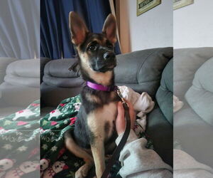 German Shepherd Dog-Unknown Mix Dogs for adoption in Seattle, WA, USA