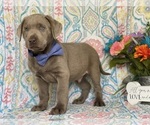 Small Photo #3 Labrador Retriever Puppy For Sale in LANCASTER, PA, USA