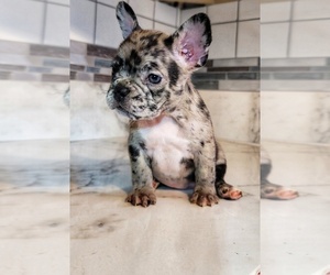 French Bulldog Puppy for sale in POPLAR, CA, USA