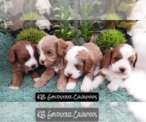 Cavapoo (Miniature) Litter for sale in CARLISLE, KY, USA