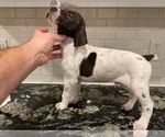 Small Photo #2 German Shorthaired Pointer Puppy For Sale in ROCKLIN, CA, USA